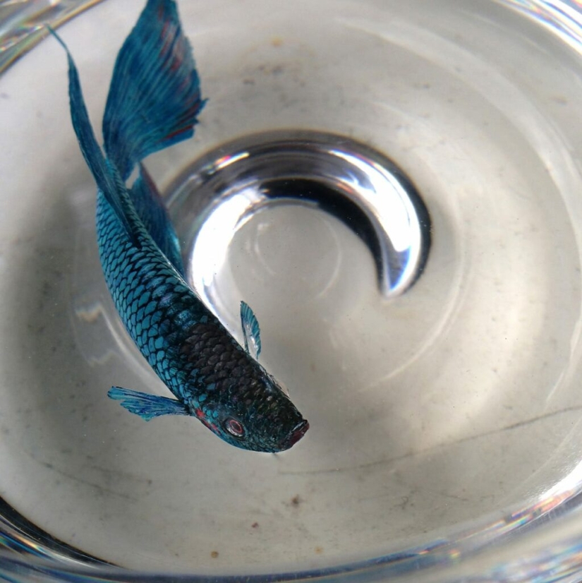 Animales hiperrealistas hechos de acrílico y resina. Animales hiperrealistas hechos de acrílico y resina.