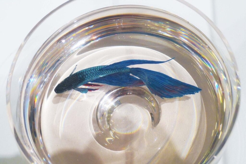 Animales hiperrealistas hechos de acrílico y resina. Animales hiperrealistas hechos de acrílico y resina.