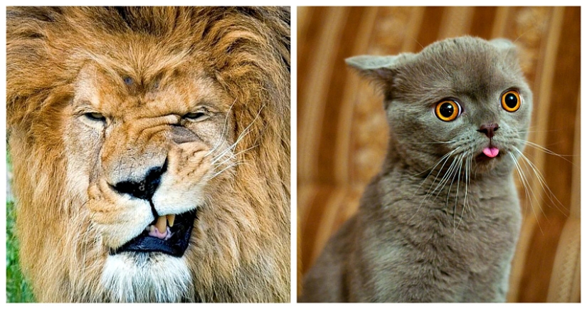 Animales que no estaban listos para una sesión de fotos Animales que no estaban listos para una sesión de fotos