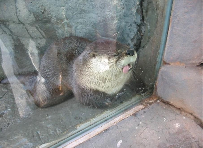 Animales que no estaban listos para una sesión de fotos Animales que no estaban listos para una sesión de fotos