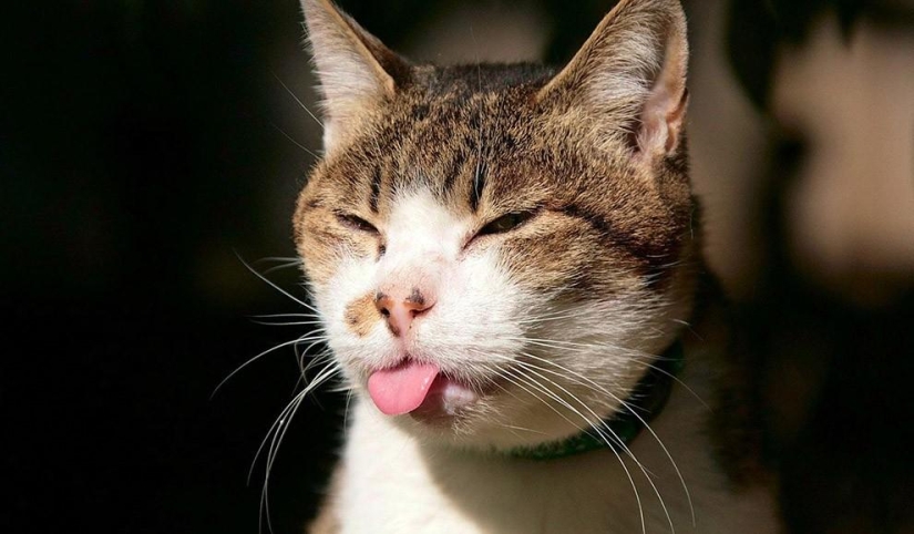 Animales que no estaban listos para una sesión de fotos Animales que no estaban listos para una sesión de fotos