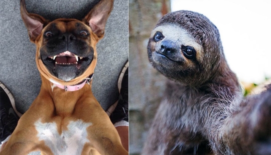 Animales que te enseñarán a tomar selfies Animales que te enseñarán a tomar selfies