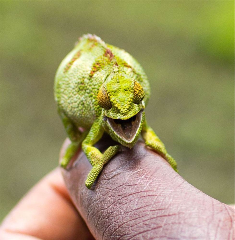 Animals that can laugh