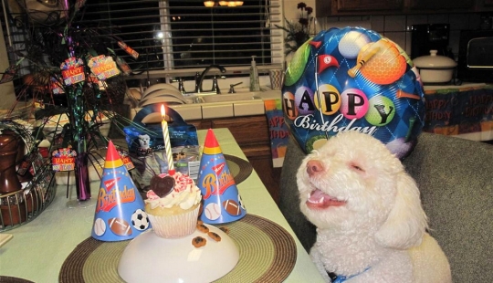 Animals that can laugh