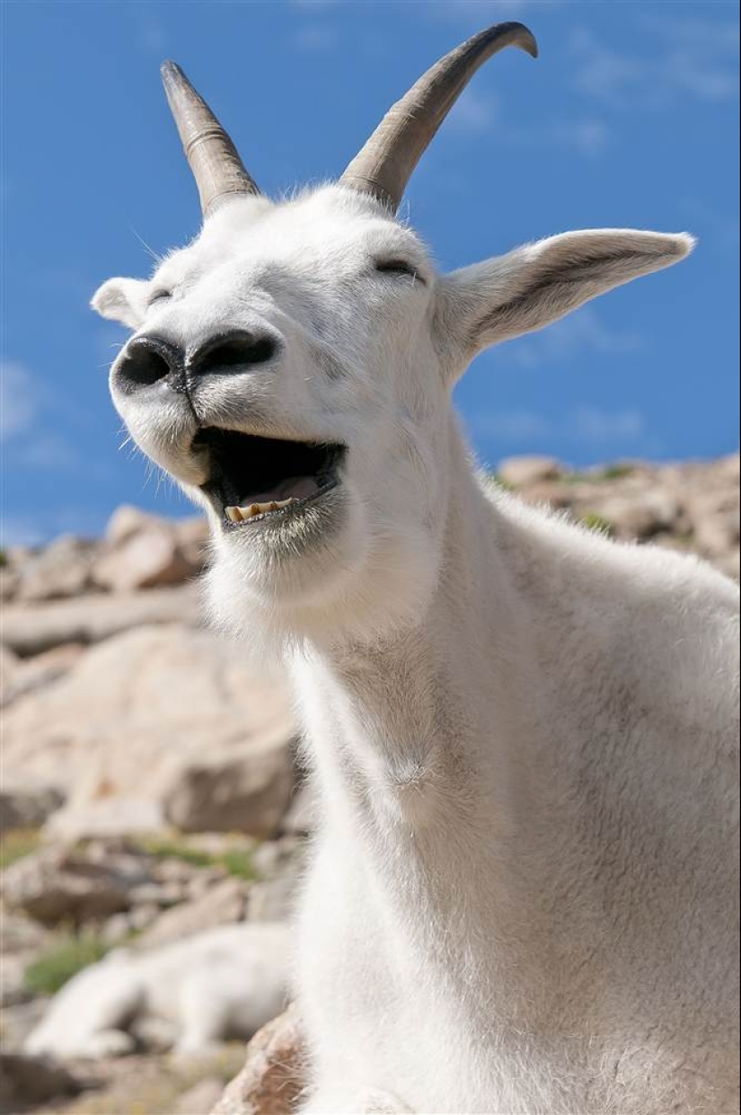 Animals that can laugh