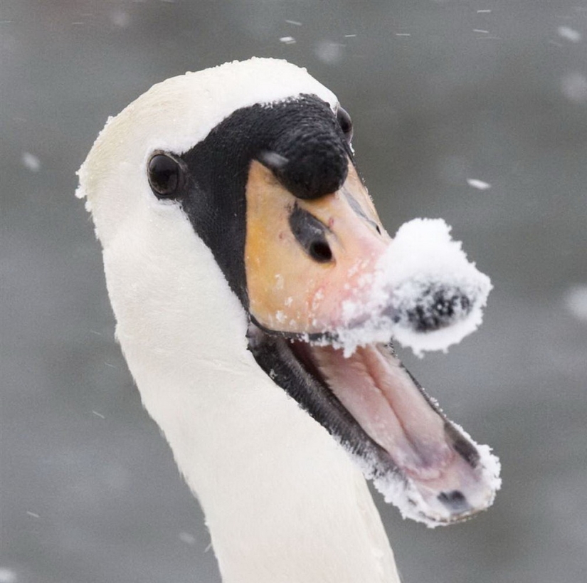 Animals that can laugh