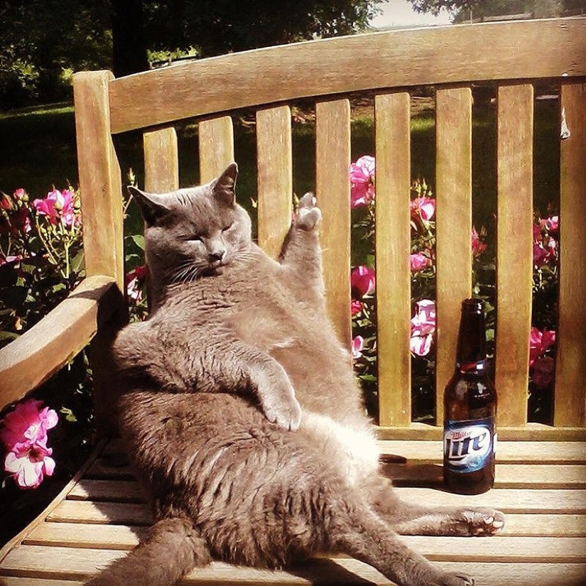 Animals that do not doubt its coolness