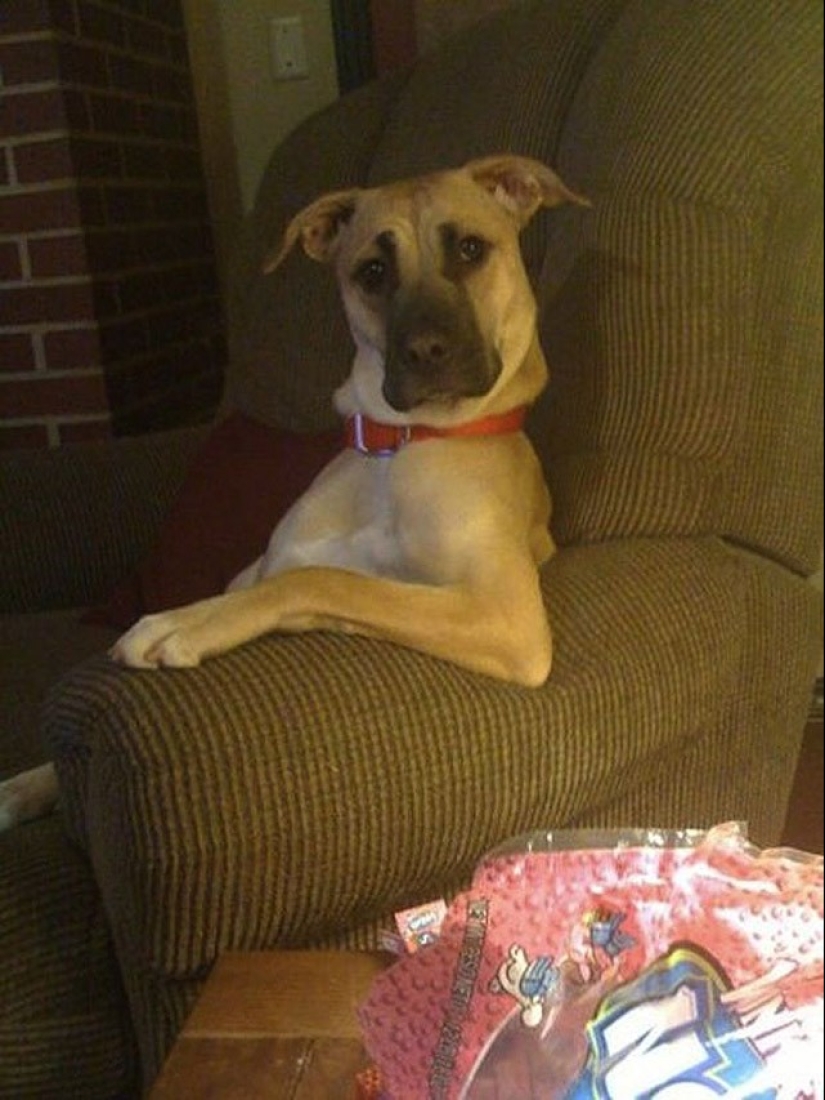 Animals that do not doubt its coolness