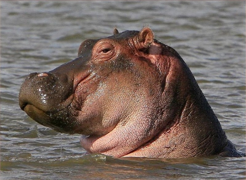 Animals that do not doubt its coolness