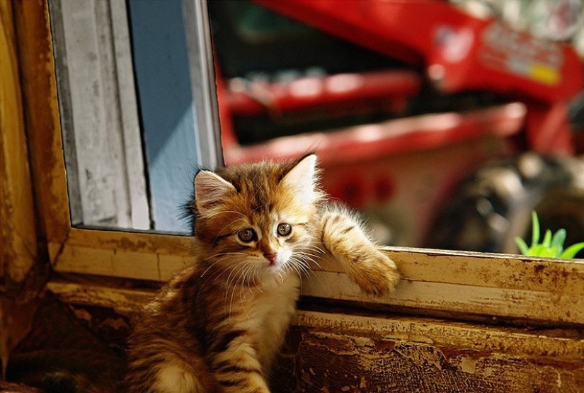 Animals that do not doubt its coolness