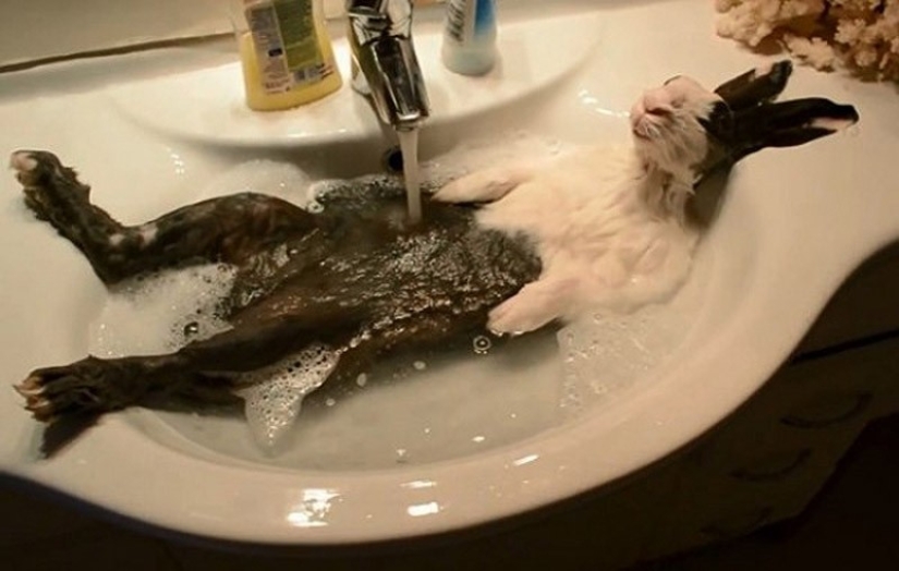 Animals that do not doubt its coolness