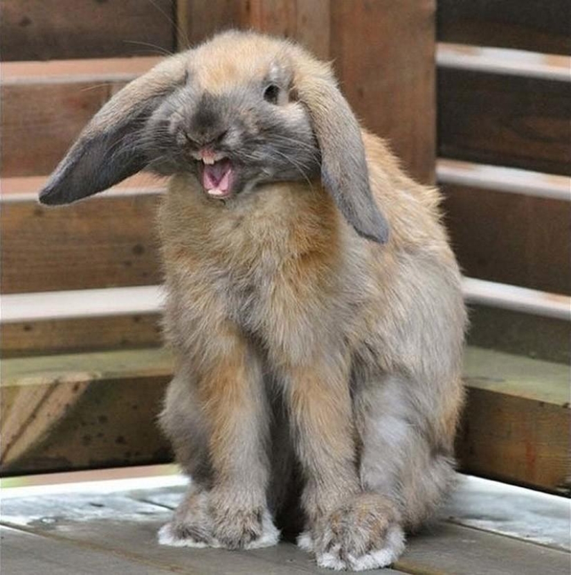 Animals that were not ready for a photo shoot Animals that were not ready for a photo shoot