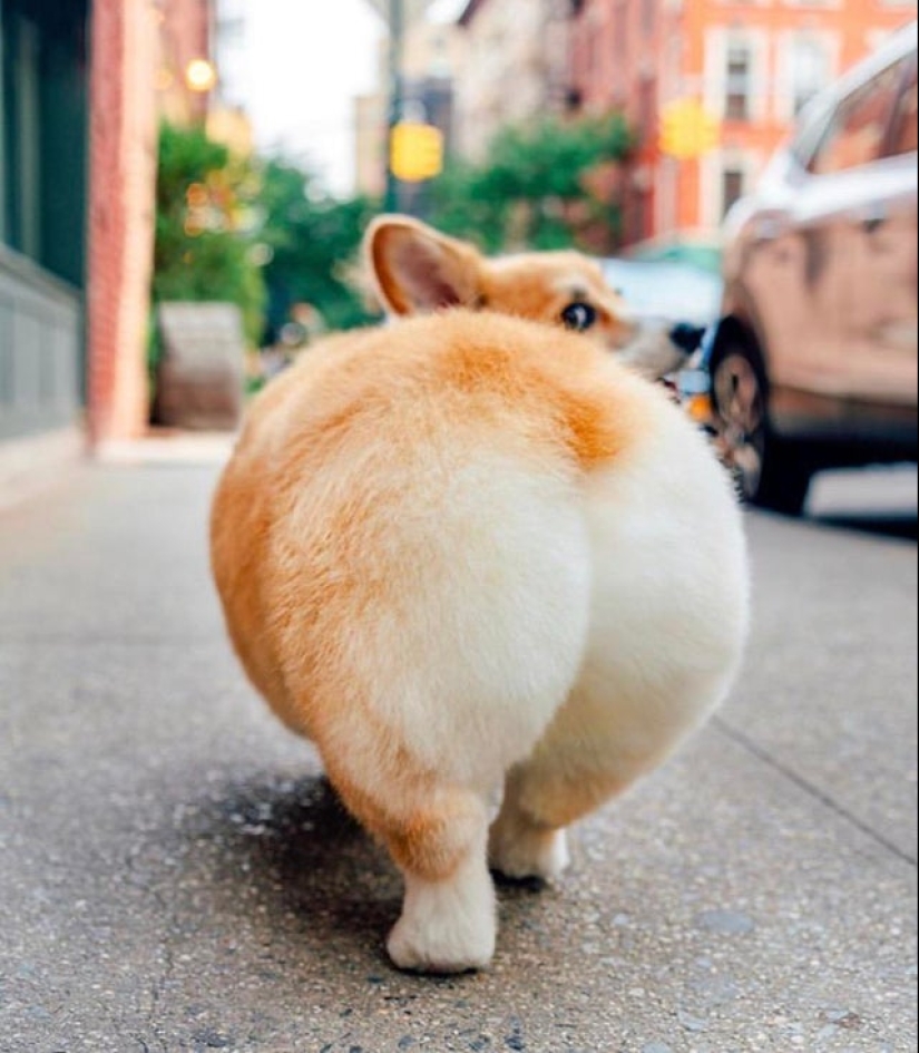 Another portion of mimicry that will lift your mood