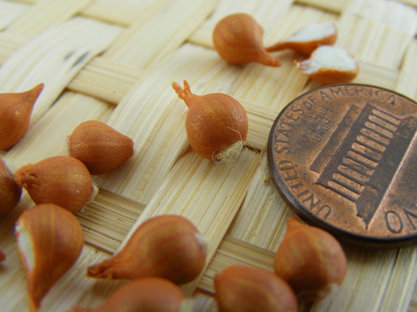 Appetizing miniatures from an Israeli master