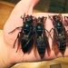 Asian hornets killer learn the continents and it is extremely dangerous for people