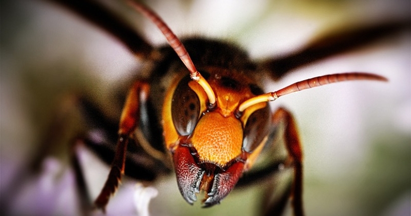 Asiático avispas asesinas aprender los continentes y es extremadamente peligroso para las personas que