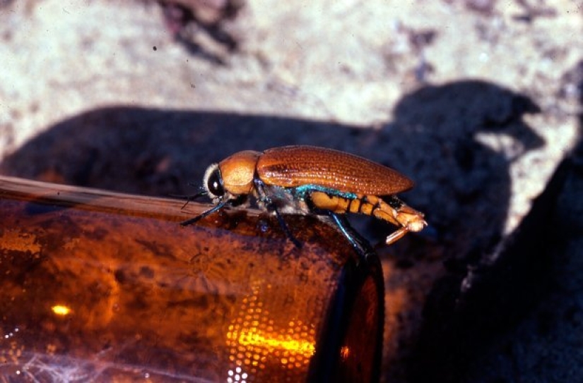 Australian golden beetles: when men prefer bottles to their ladies Australian golden beetles: when men prefer bottles to their ladies