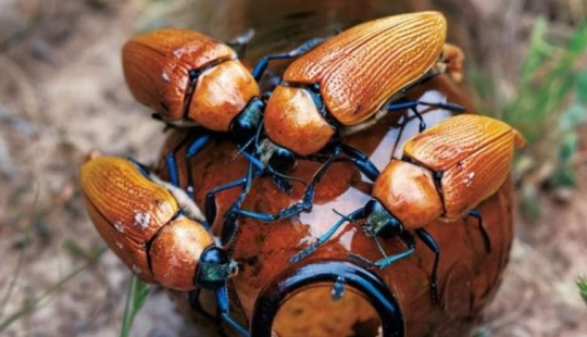 Australian golden beetles: when men prefer bottles to their ladies