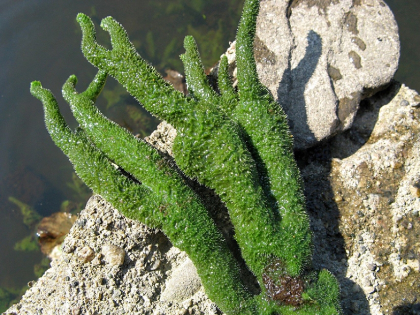 Badyaga: it saves you from bruising, and you don't even know it's not a plant