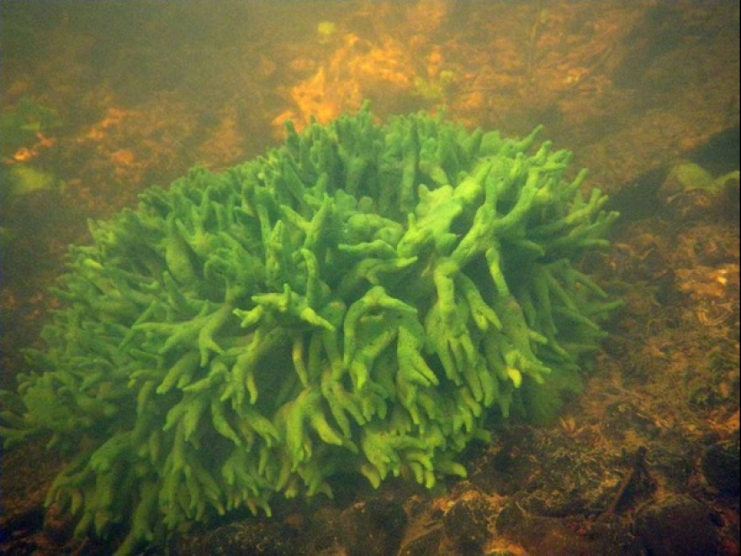 Badyaga: it saves you from bruising, and you don't even know it's not a plant