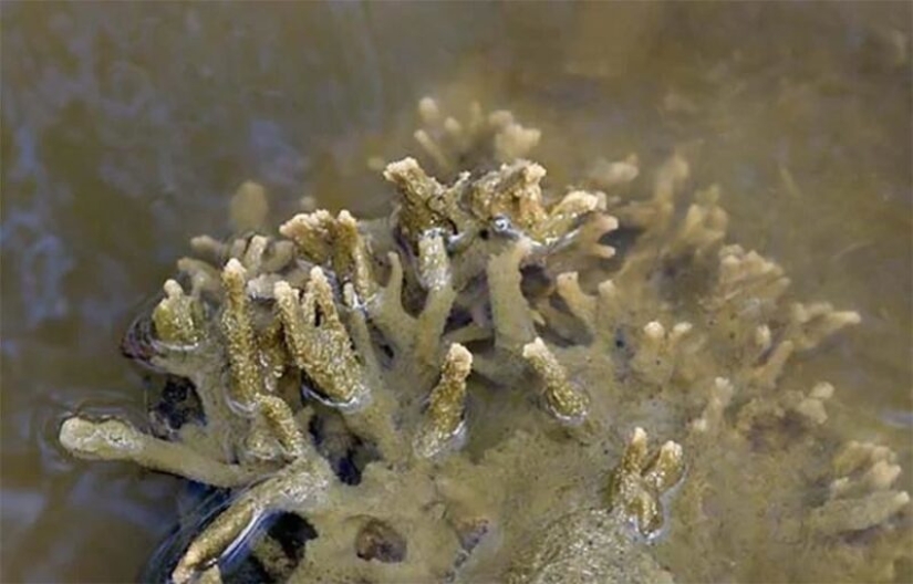 Badyaga: it saves you from bruising, and you don't even know it's not a plant