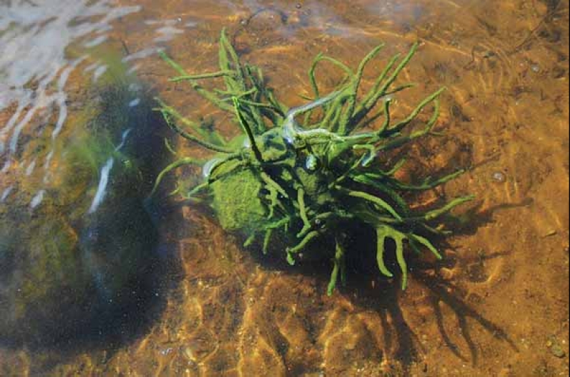 Badyaga: te salva de moretones, y ni siquiera sabes que no es una planta