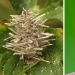 Bagworm caterpillar: a small miracle in a case