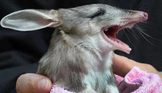 Bandicoots are cute Australian animals with a difficult fate