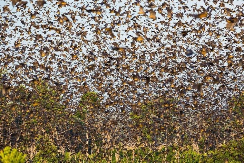 Bat migration