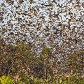 Bat migration
