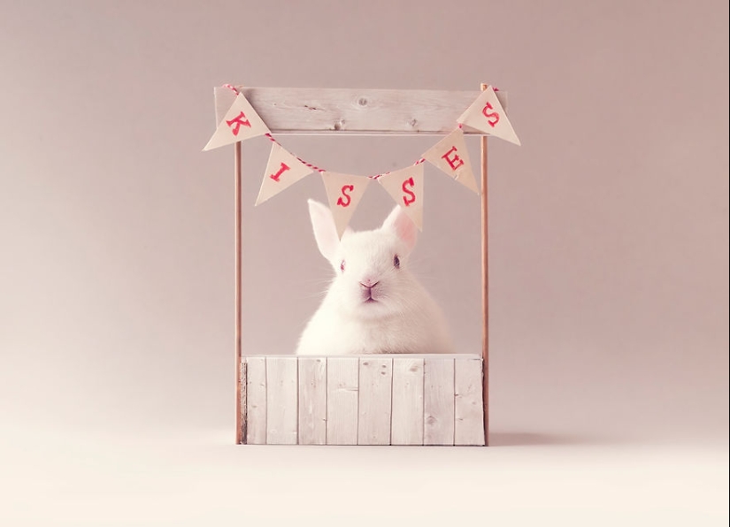 Be careful, the mimimeter gap: a photo shoot of a newborn rabbit Be careful, the mimimeter gap: a photo shoot of a newborn rabbit