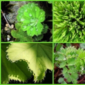 Beautiful drops — 12 examples of guttation