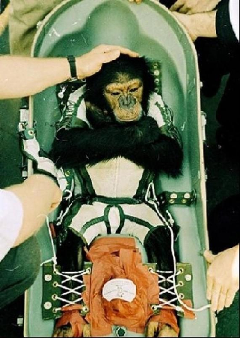 Belka, Strelka y el equipo peludo: la historia de la conquista del espacio por los animales Belka, Strelka y el equipo peludo: la historia de la conquista del espacio por los animales