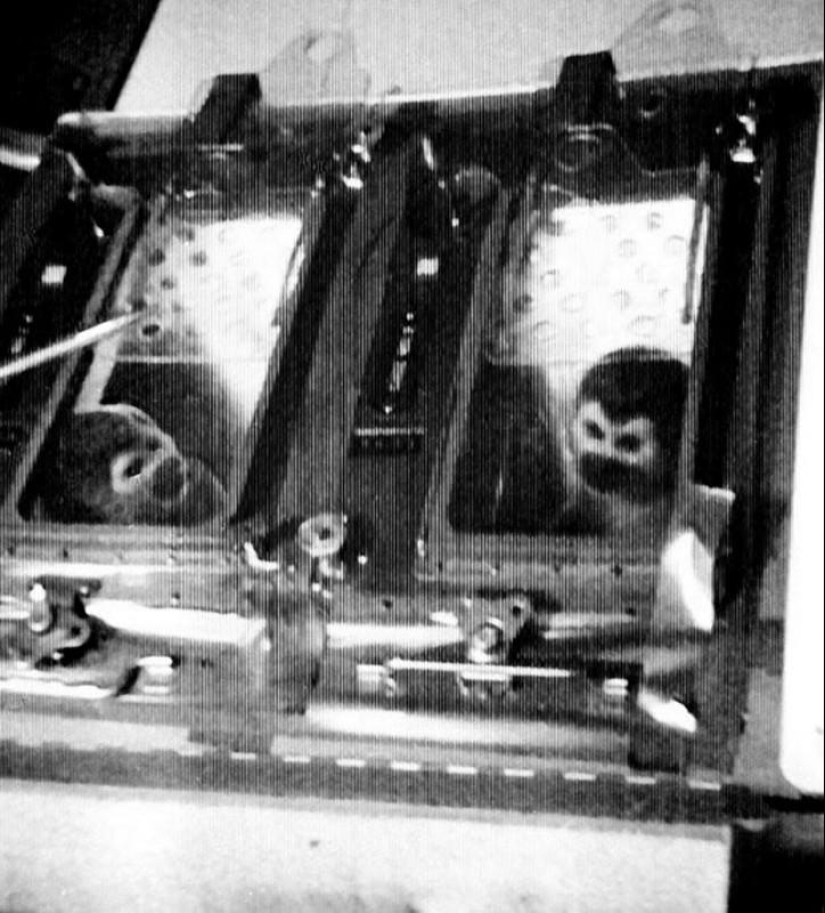 Belka, Strelka y el equipo peludo: la historia de la conquista del espacio por los animales Belka, Strelka y el equipo peludo: la historia de la conquista del espacio por los animales