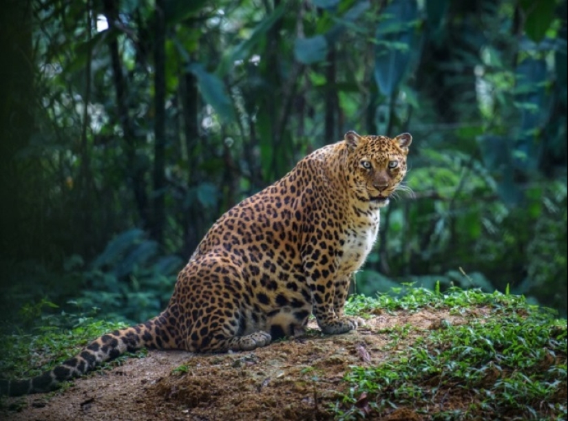 Belly house: la dulzura infinita de los animales preñados Belly house: la dulzura infinita de los animales preñados