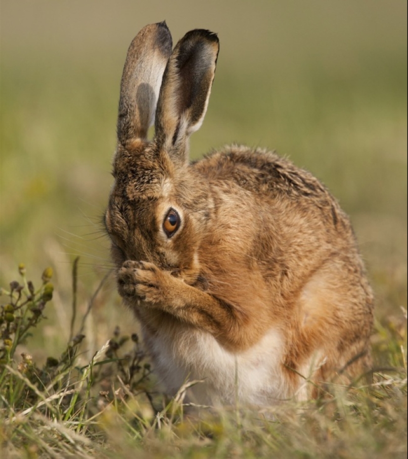 Belly house: la dulzura infinita de los animales preñados Belly house: la dulzura infinita de los animales preñados