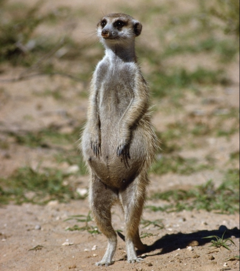 Belly house: la dulzura infinita de los animales preñados Belly house: la dulzura infinita de los animales preñados