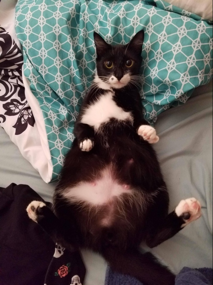 Belly house: the endless sweetness of pregnant animals Belly house: the endless sweetness of pregnant animals