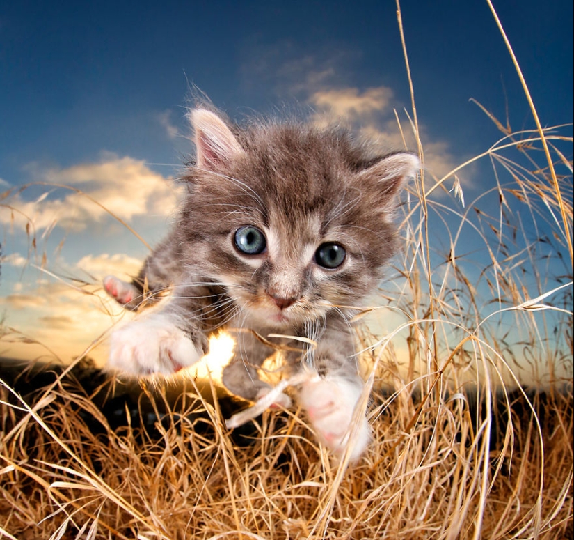 Bouncy Kittens That Will Cheer Anyone Up Bouncy Kittens That Will Cheer Anyone Up