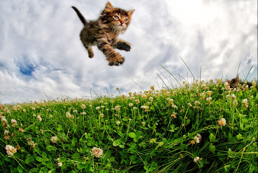 Bouncy Kittens That Will Cheer Anyone Up Bouncy Kittens That Will Cheer Anyone Up