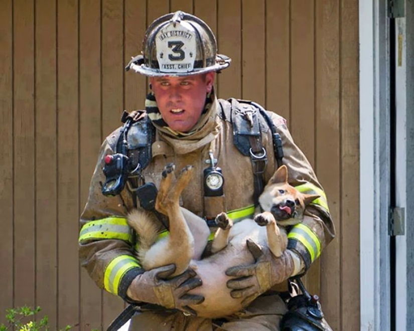 Brave firefighters who risked their lives to save animals Brave firefighters who risked their lives to save animals