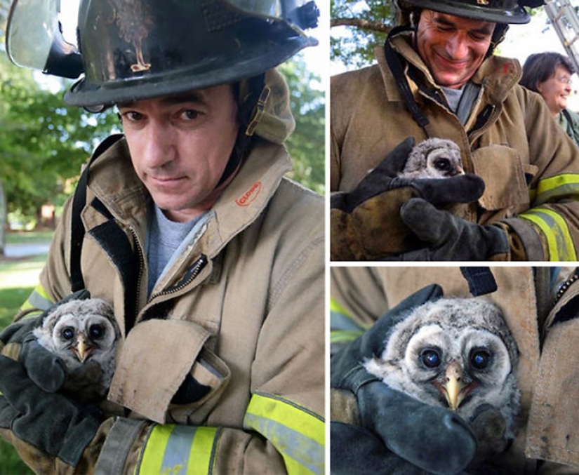 Brave firefighters who risked their lives to save animals Brave firefighters who risked their lives to save animals