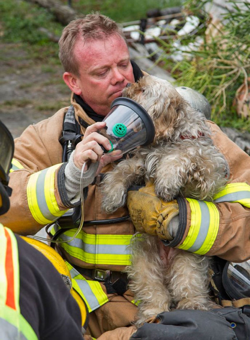 Brave firefighters who risked their lives to save animals Brave firefighters who risked their lives to save animals