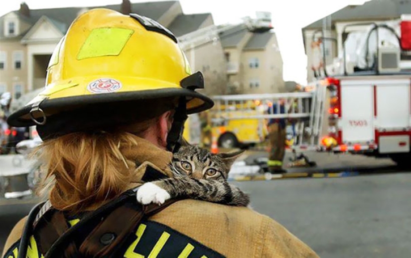 Brave firefighters who risked their lives to save animals Brave firefighters who risked their lives to save animals