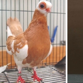 Budapest Short-billed Turman – creepy pigeon, pug of the bird world