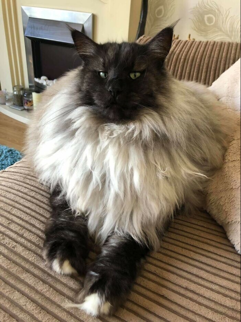 Bueno, ¡qué increíble! 35 gigantes de nuestro mundo Bueno, ¡qué increíble! 35 gigantes de nuestro mundo