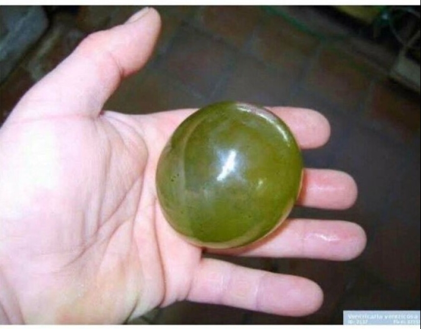 Bueno, ¡qué increíble! 35 gigantes de nuestro mundo Bueno, ¡qué increíble! 35 gigantes de nuestro mundo