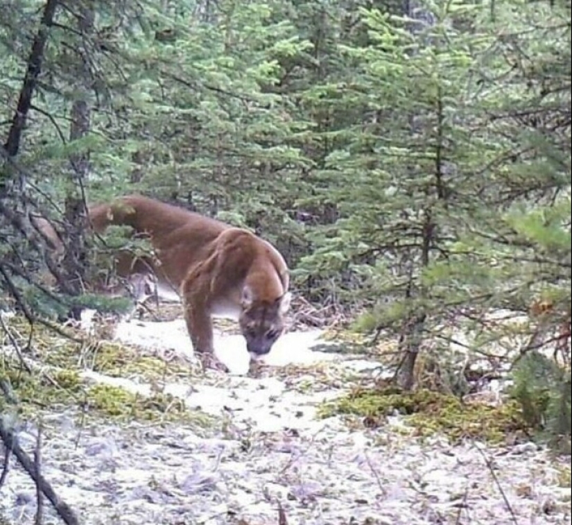 Bueno, ¡qué increíble! 35 gigantes de nuestro mundo Bueno, ¡qué increíble! 35 gigantes de nuestro mundo