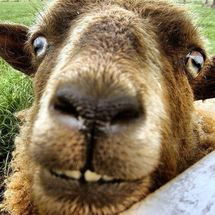 Cabra-sonrisas Cabra-sonrisas