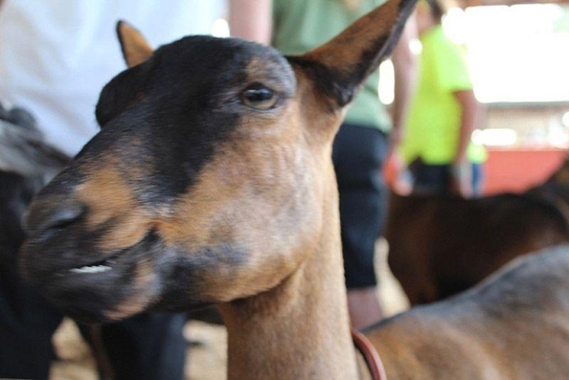 Cabra-sonrisas Cabra-sonrisas
